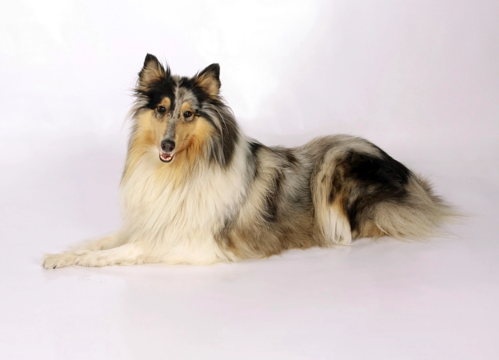 Collie: The Sensitive Sidekick (image credits: rawpixel)