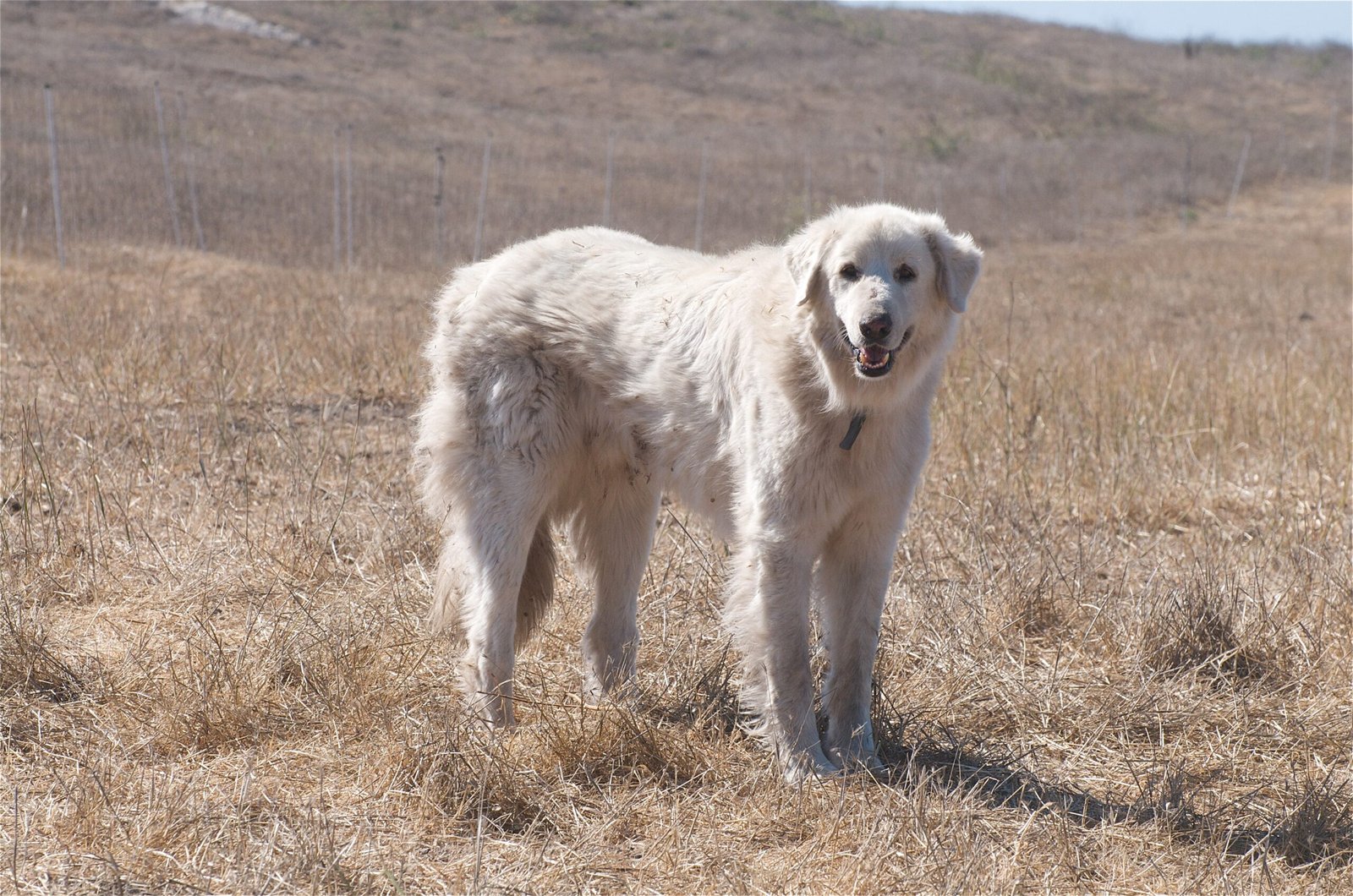 Akbash - The Turkish White Guardian (image credits: wikimedia)