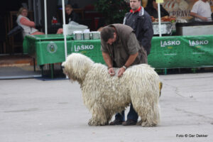 Komondor - The Hungarian Mop Dog Warrior