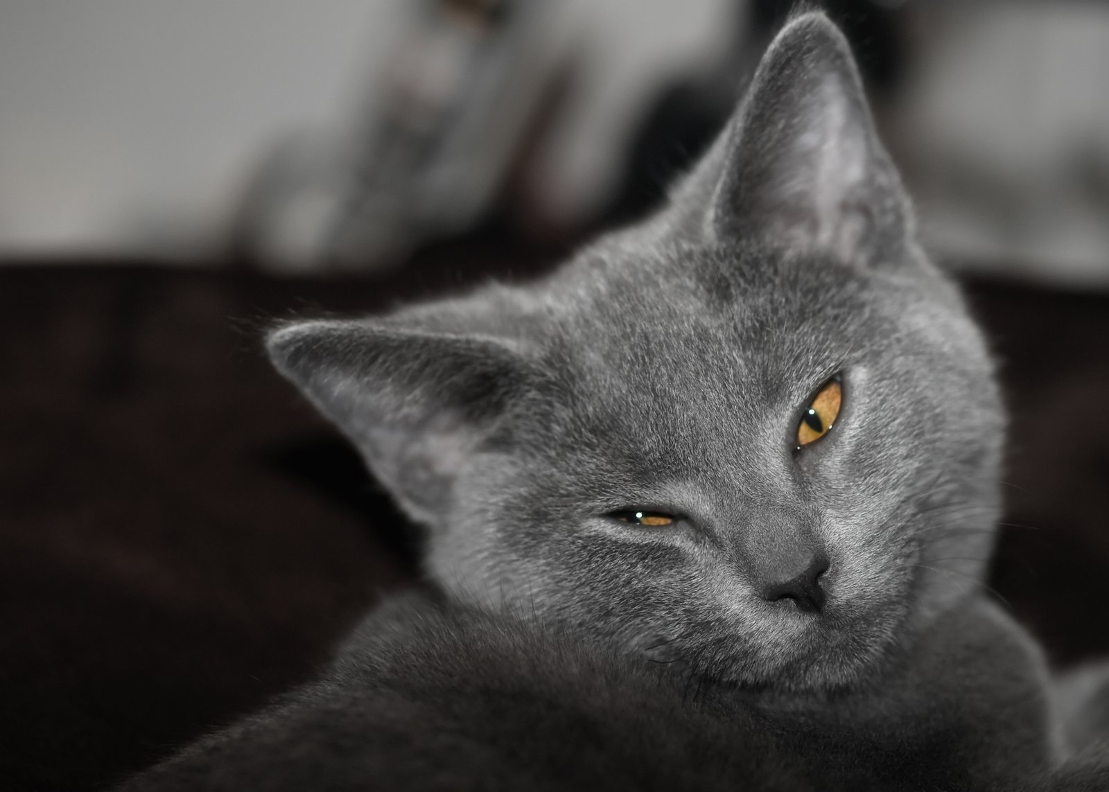 Chartreux: Adaptable, Quiet, and Watchful (image credits: wikimedia)