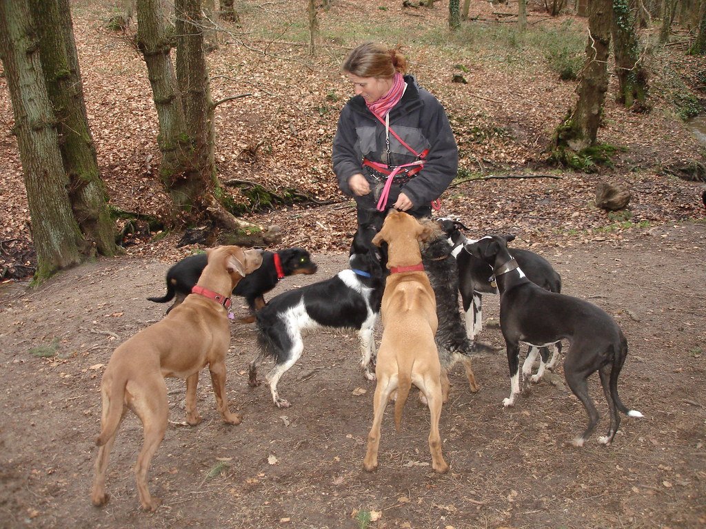 Why Oregon Is the Ultimate State for Hiking Dogs and Their Owners