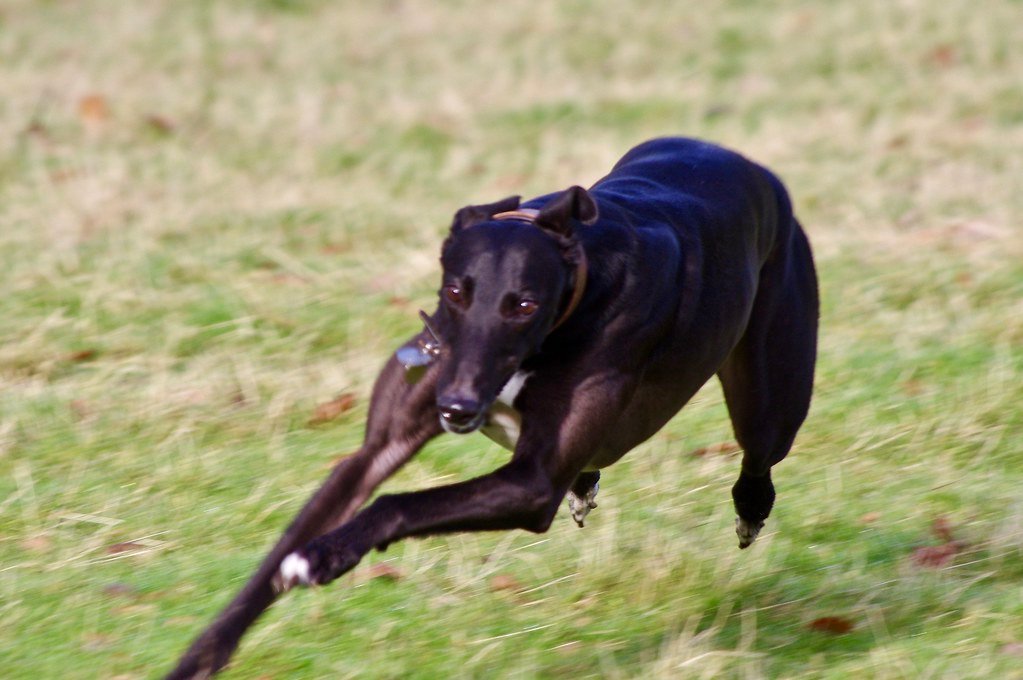 Greyhound: The Undisputed King of Canine Speed (image credits: flickr)