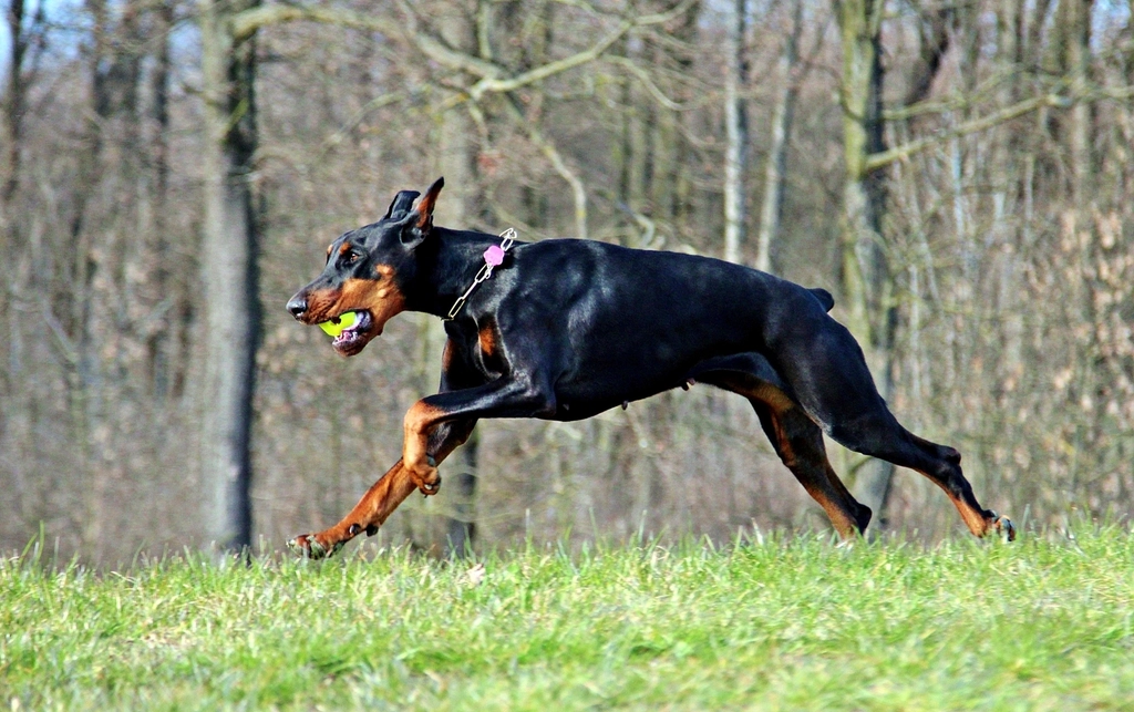 Doberman Pinscher: The Powerful Pursuer (image credits: rawpixel)