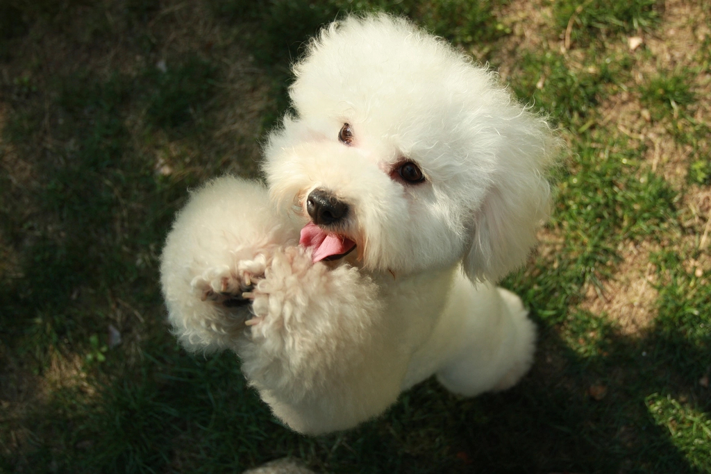 Havanese: The Joyful Velcro Dog (image credits: rawpixel)