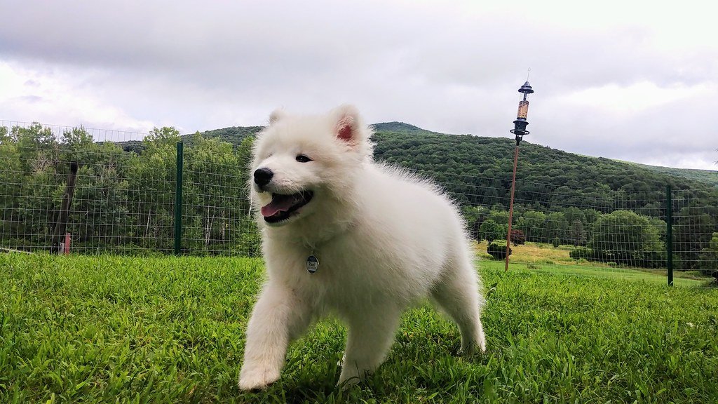 The Reality of Living with a Samoyed's Energy (image credits: flickr)