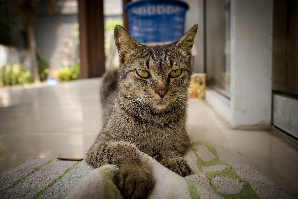 They Know When You’re Distracted (image credits: flickr)