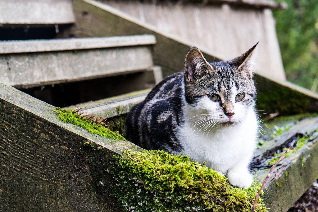 10 Things Your Cat Understands About You (And You Don’t)