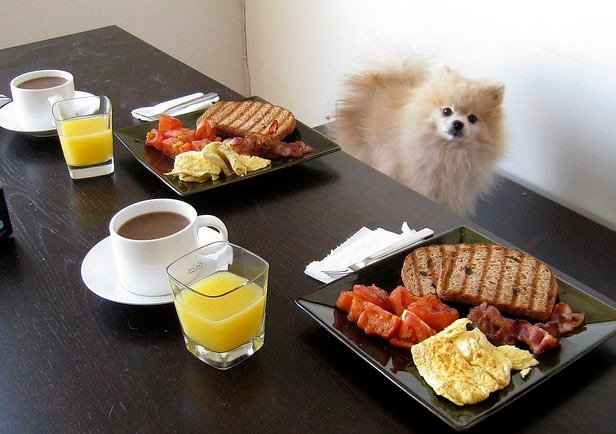 Feeding Your Pom: Small Dog, Big Appetite (image credits: flickr)