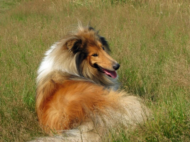 10 Fun Facts About Dogs Not Everyone Knows