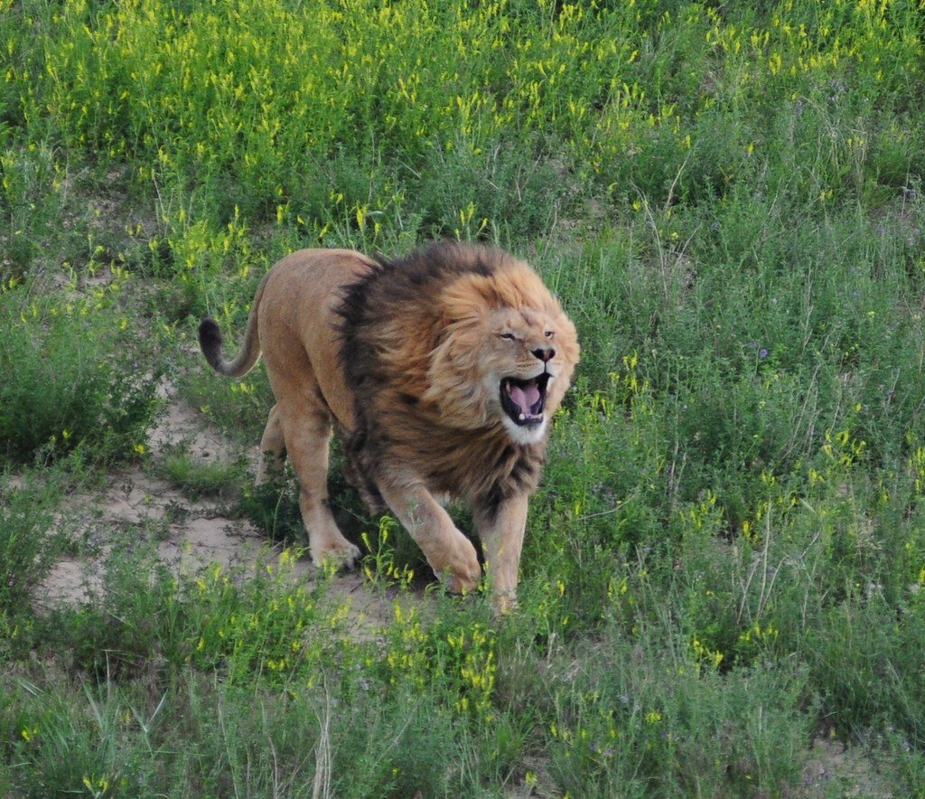 How a Pride of Lions Rescued a 12-Year-Old Girl From Kidnappers