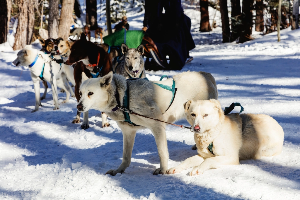 Colorado Mountain Dog - The Homegrown Guardian (image credits: rawpixel)