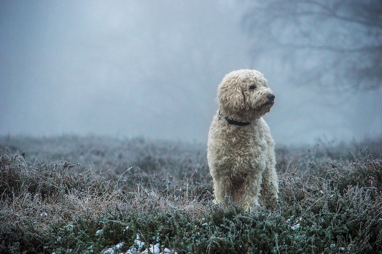 Goldendoodle (Golden Retriever & Poodle) (image credits: pixabay)