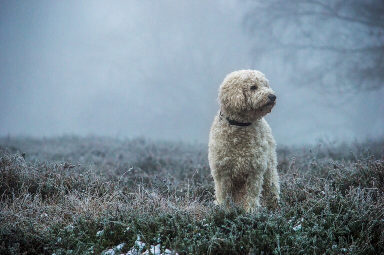 10 Of The Cutest Golden Retriever Mixes