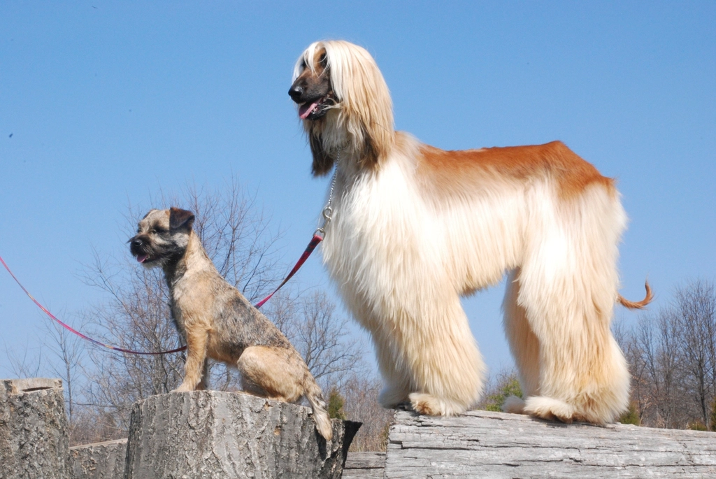 Afghan Hound (image credits: rawpixel)
