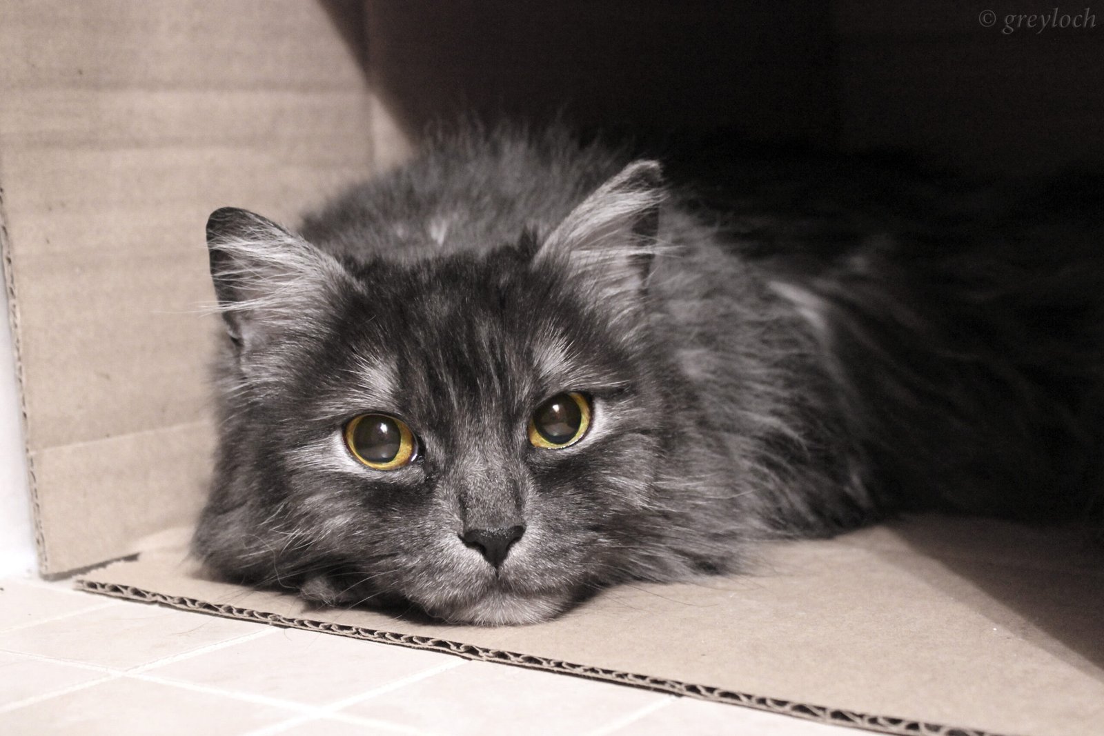 Changes in Social Interaction Speak Volumes (image credits: wikimedia)