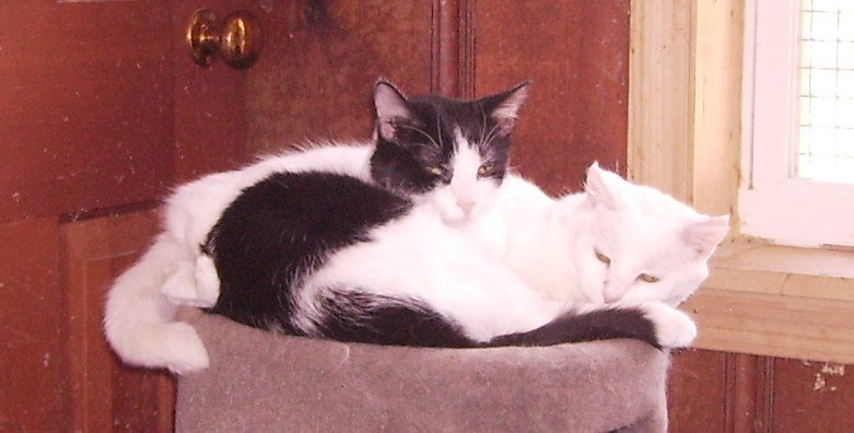 Grooming Habits Reflect Self-Care Struggles (image credits: flickr)