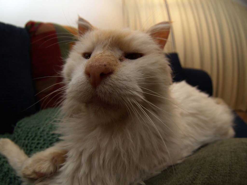 Breathing Patterns Indicate Distress (image credits: flickr)