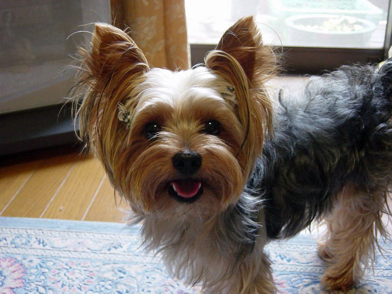 Yorkshire Terrier (image credits: flickr)
