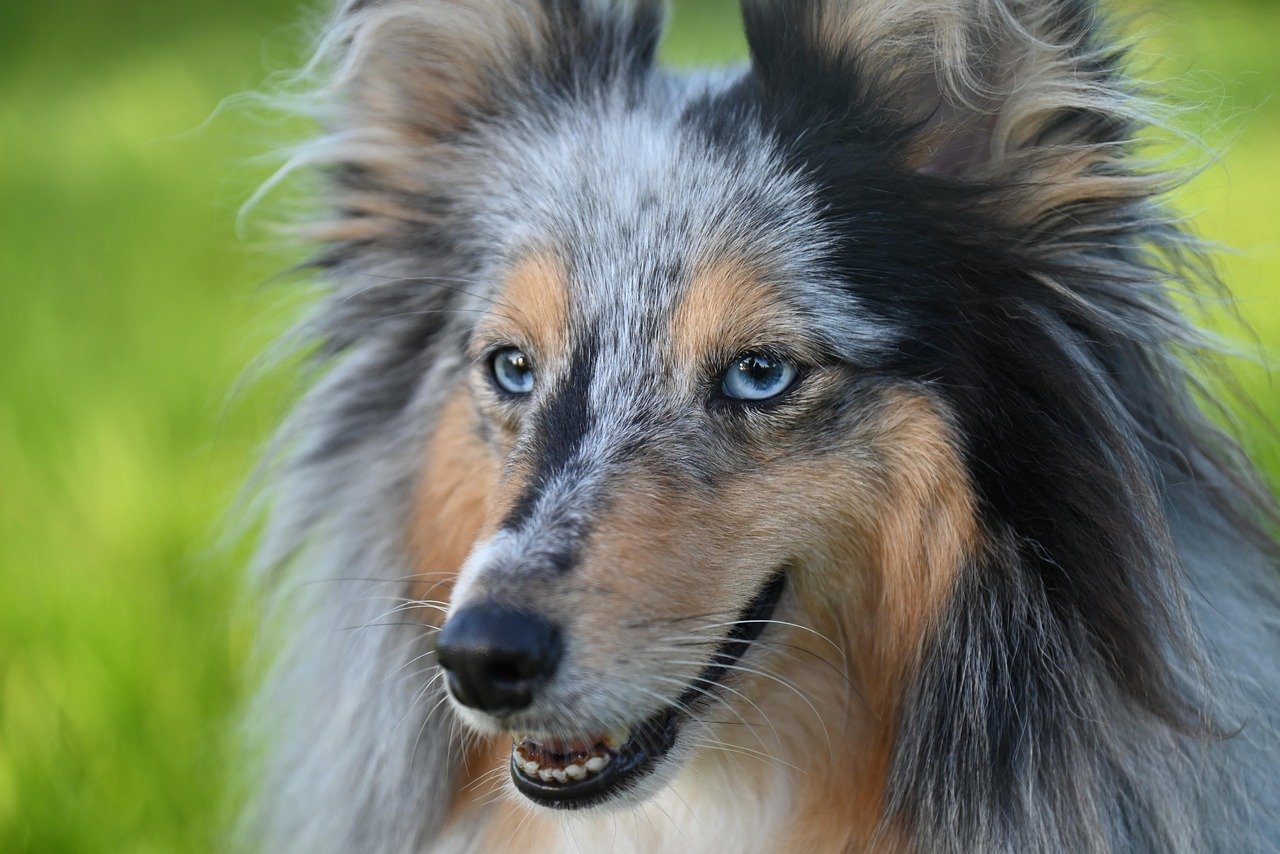 Shetland Sheepdog (image credits: pixabay)