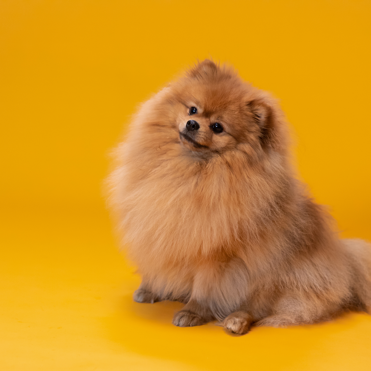 Pomeranian (image credits: pixabay)