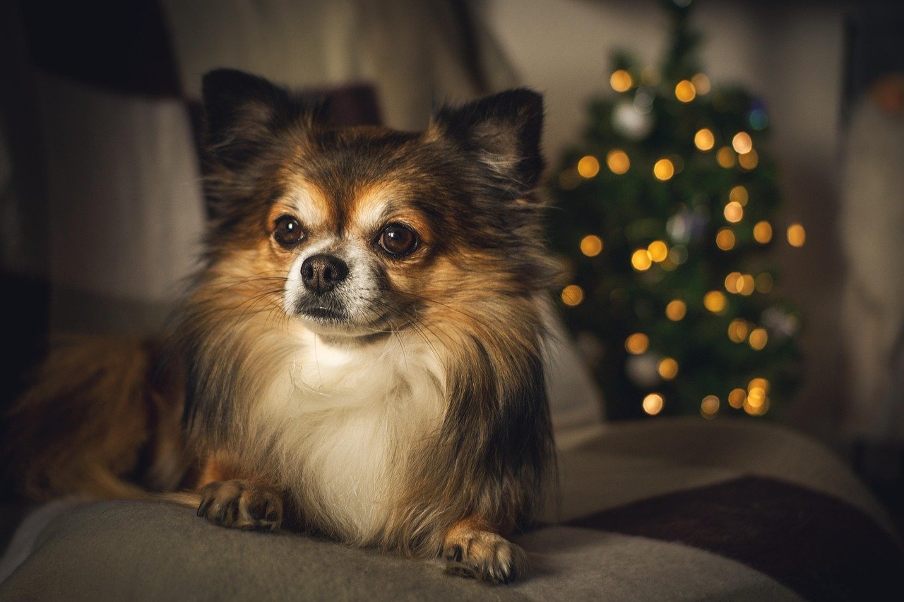 Chihuahua (image credits: pixabay)