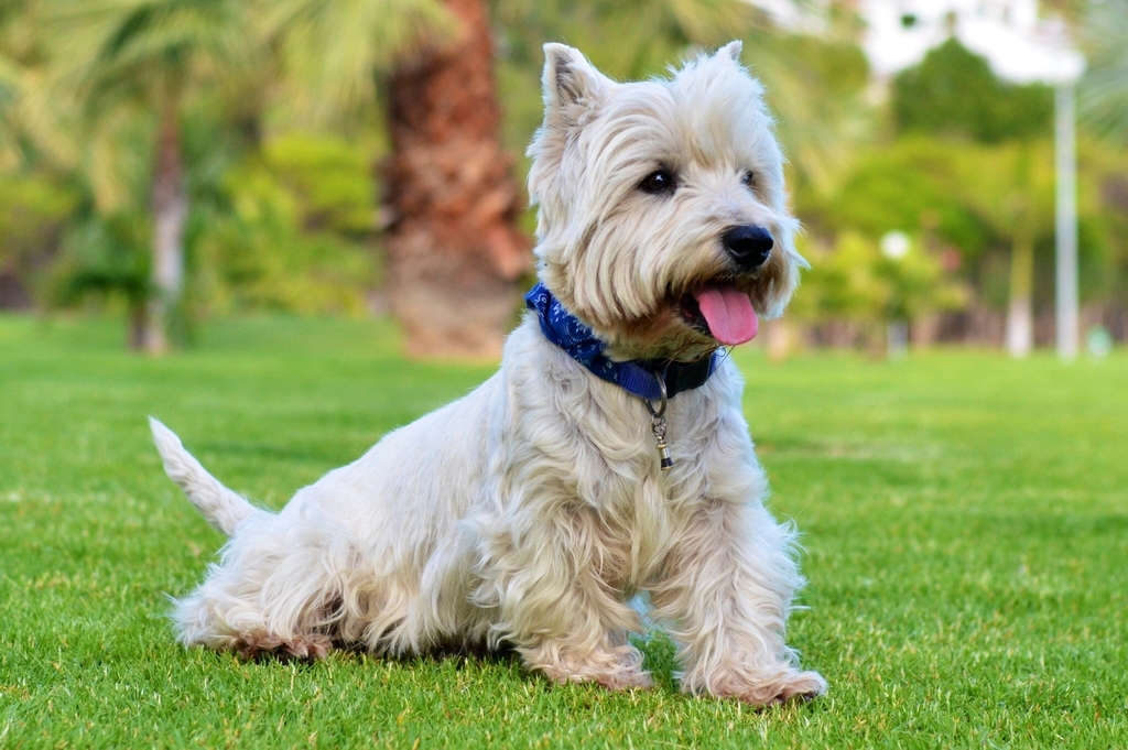 West Highland White Terrier (image credits: rawpixel)