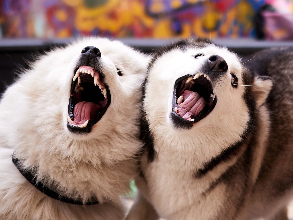 Siberian Husky (image credits: flickr)