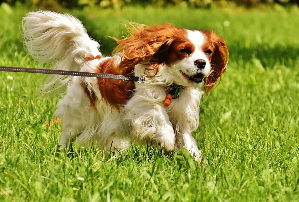 Cavalier King Charles Spaniel (image credits: rawpixel)