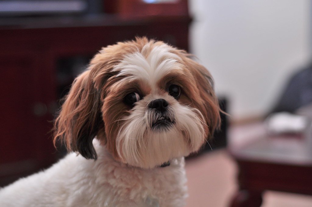 Shih Tzu (image credits: flickr)