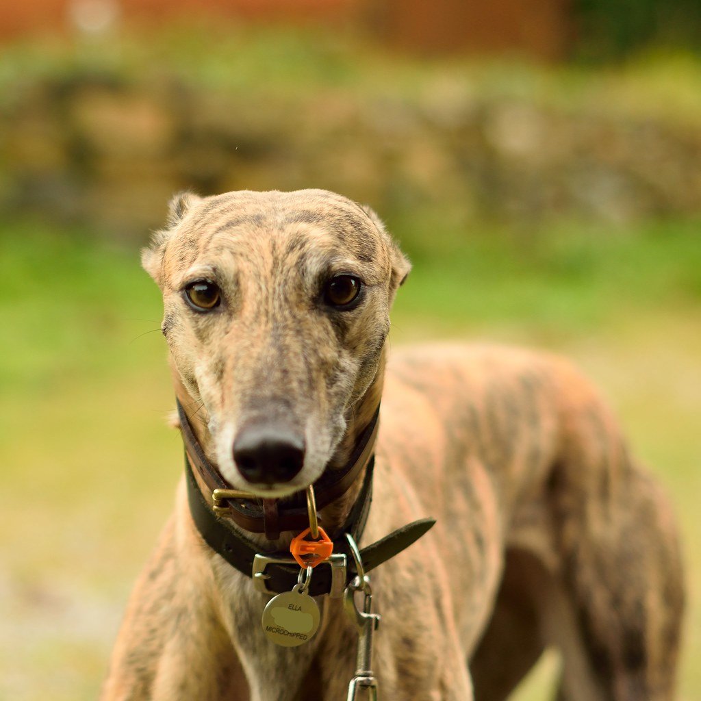 Greyhound (image credits: flickr)