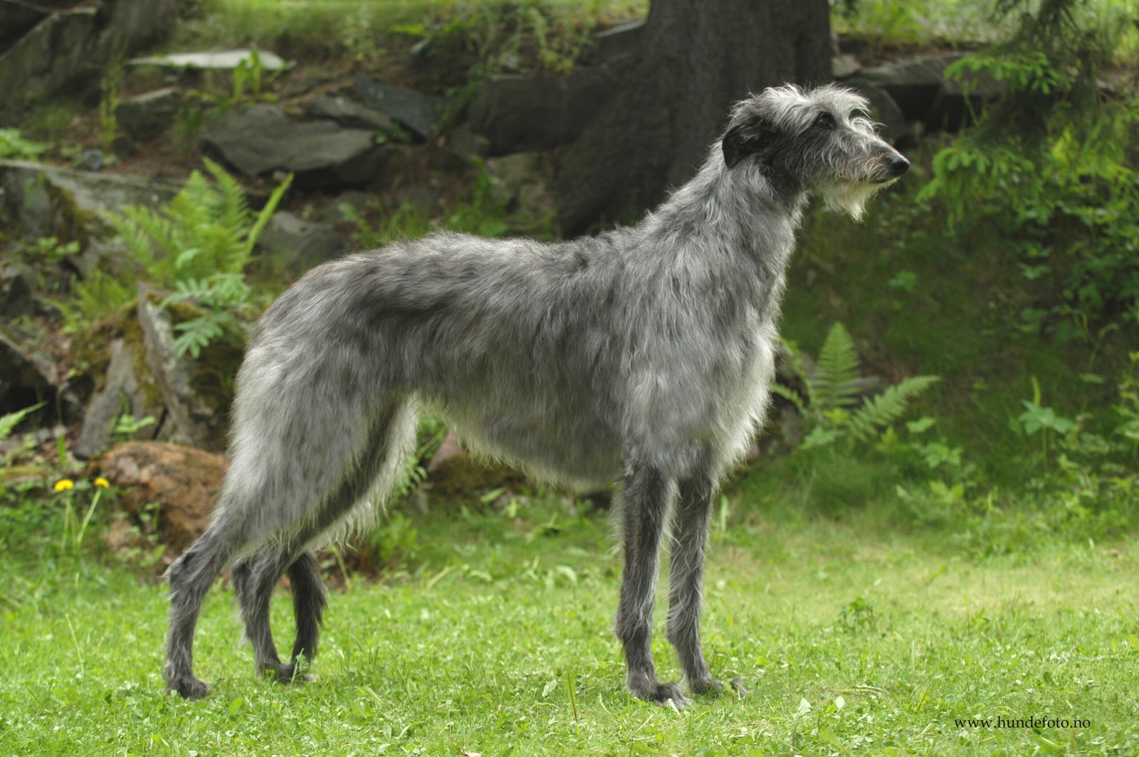 Scottish Deerhound (image credits: wikimedia)