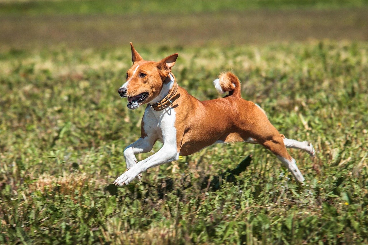 Basenji (image credits: pixabay)