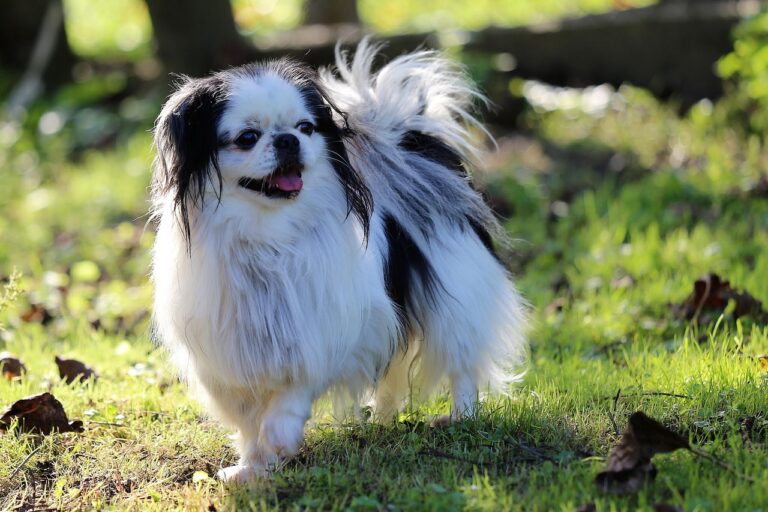 10 Dog Breeds That Bark Less (Ideal for a Senior's Home)