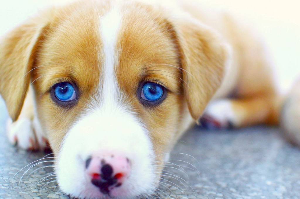 Puppy Eyes: More Than Just Cuteness (image credits: rawpixel)
