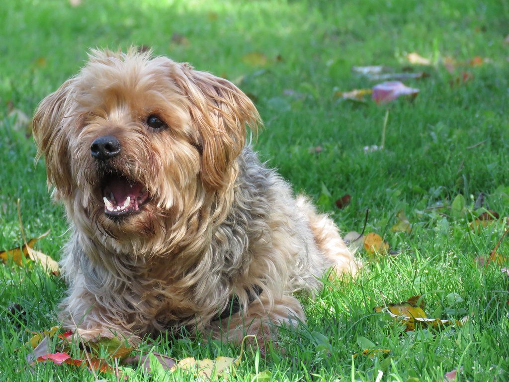 The Sound of Communication: Barks, Whines, and Growls (image credits: flickr)