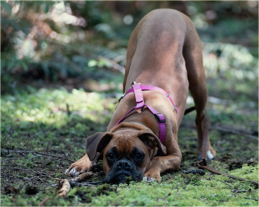 Play Bows and Wiggles: Invitations to Fun (image credits: flickr)