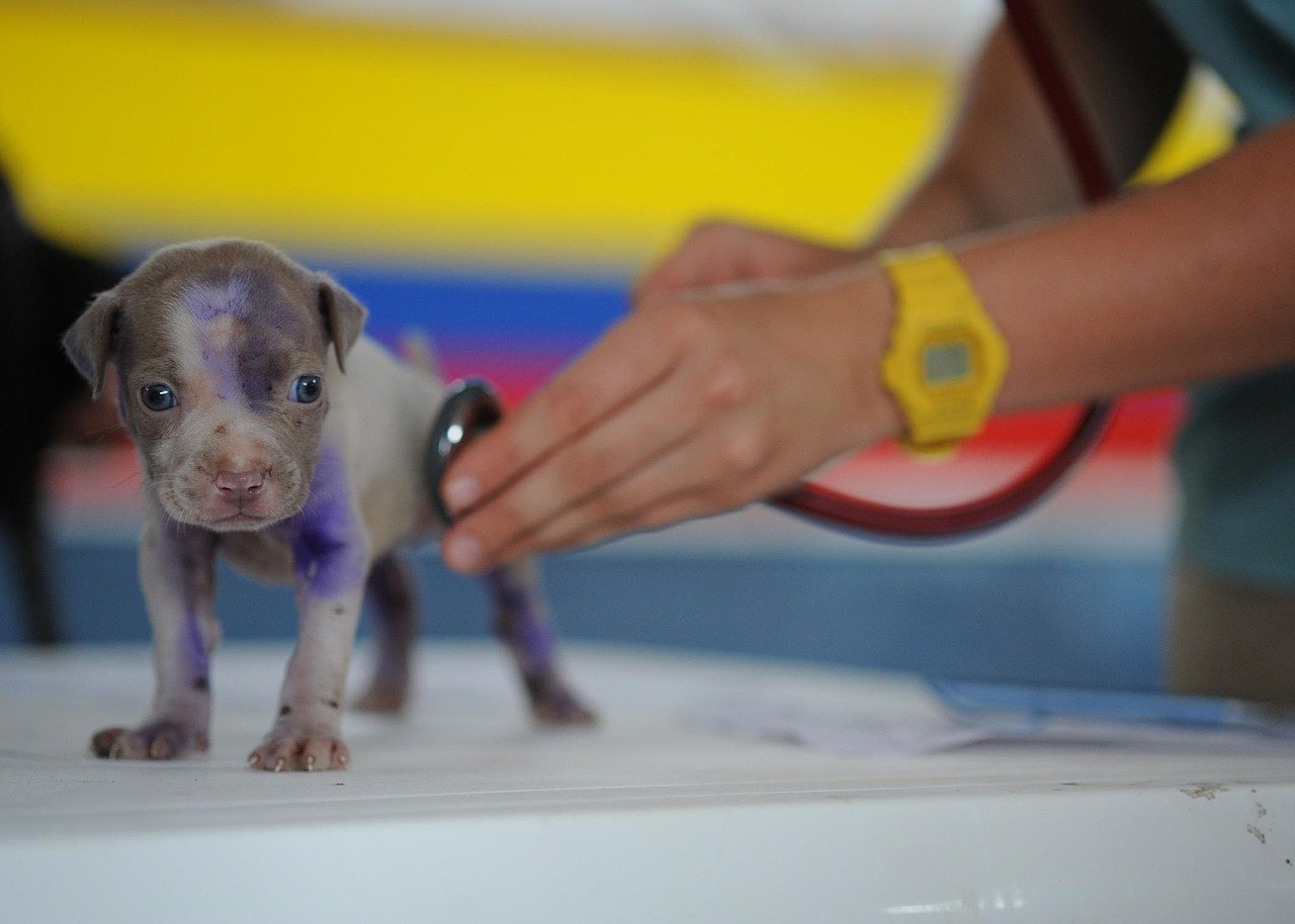 Health Clues Hidden in Puppy Behavior (image credits: pixabay)