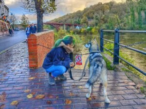 Understanding Puppy Language: What Your Dog is Really Trying To Tell You