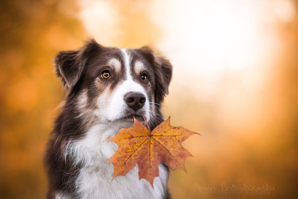 Australian Shepherd: The Energetic Best Friend