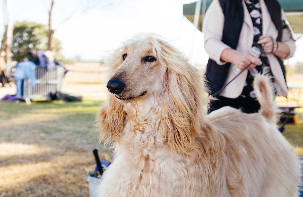 Afghan Hound: The Glamorous Rebel (image credits: flickr)
