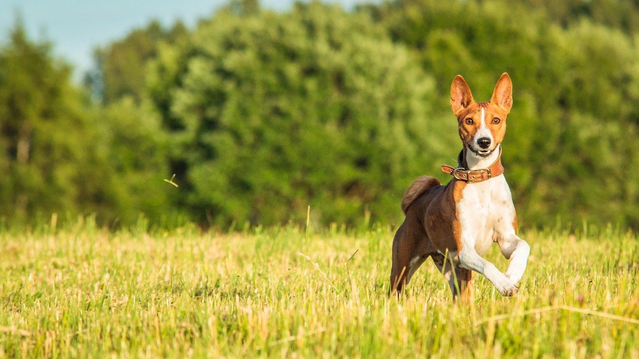 Basenji: The Barkless, Boundary-Pushing Adventurer (image credits: pixabay)