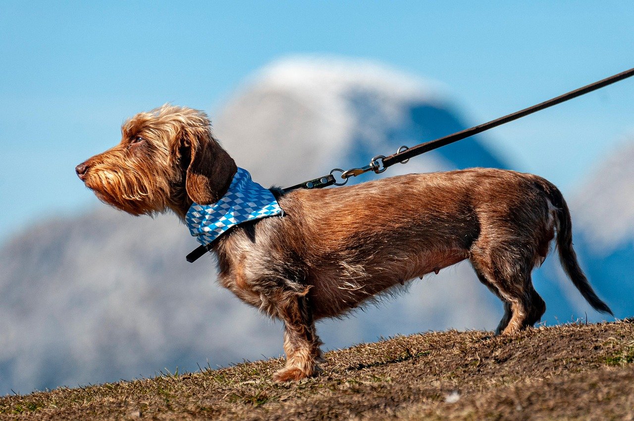 Dachshund: The Determined Digging Dynamo (image credits: pixabay)