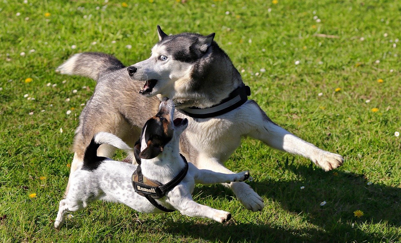 Jack Russell Terrier: The Energizer Bunny With Selective Hearing (image credits: pixabay)