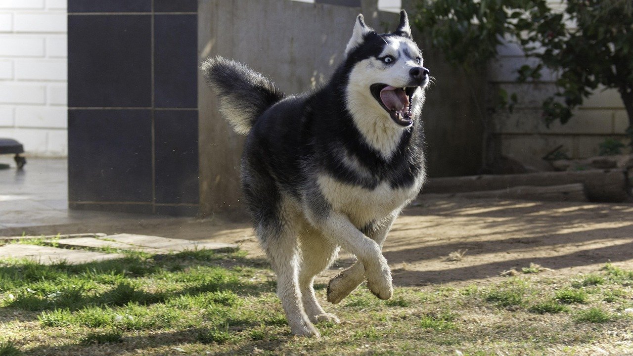 Siberian Husky: The Escape Artist Extraordinaire (image credits: pixabay)