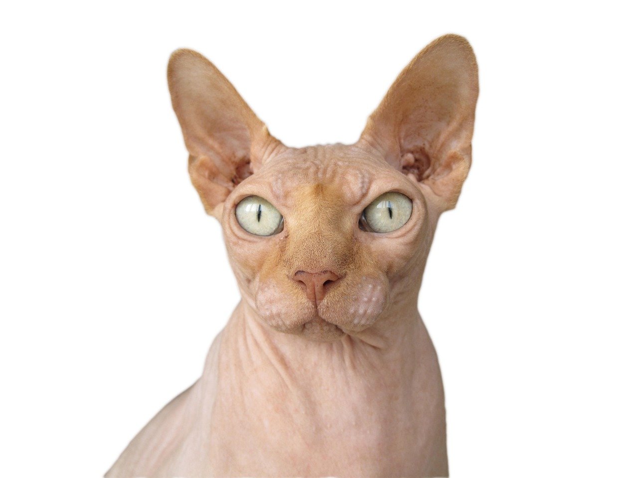 Sphynx: The Naked Boss (image credits: pixabay)