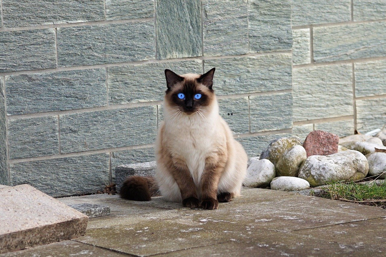 Siamese: The Vocal Diva (image credits: pixabay)