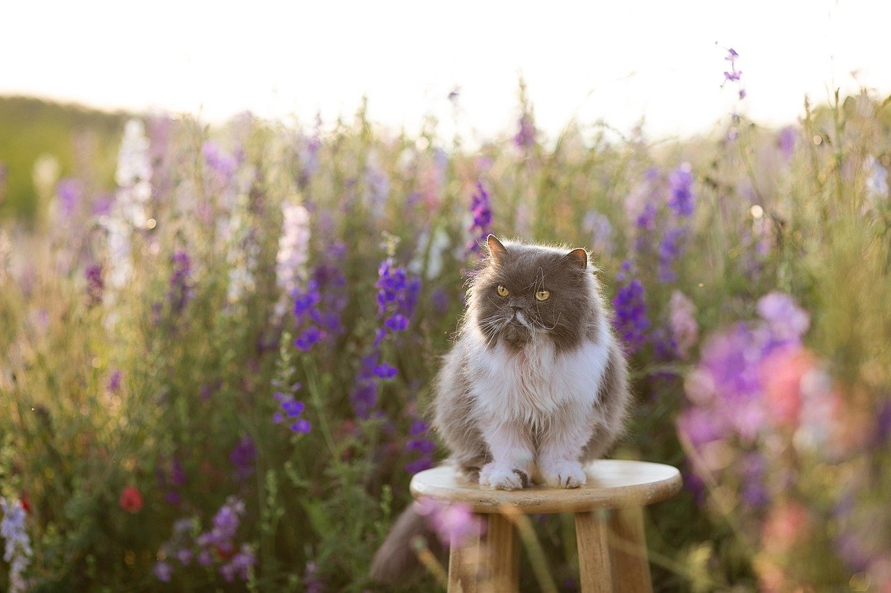 Persian: The Royalty With Rules (image credits: pixabay)