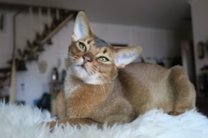 Abyssinian: The Adventurer
