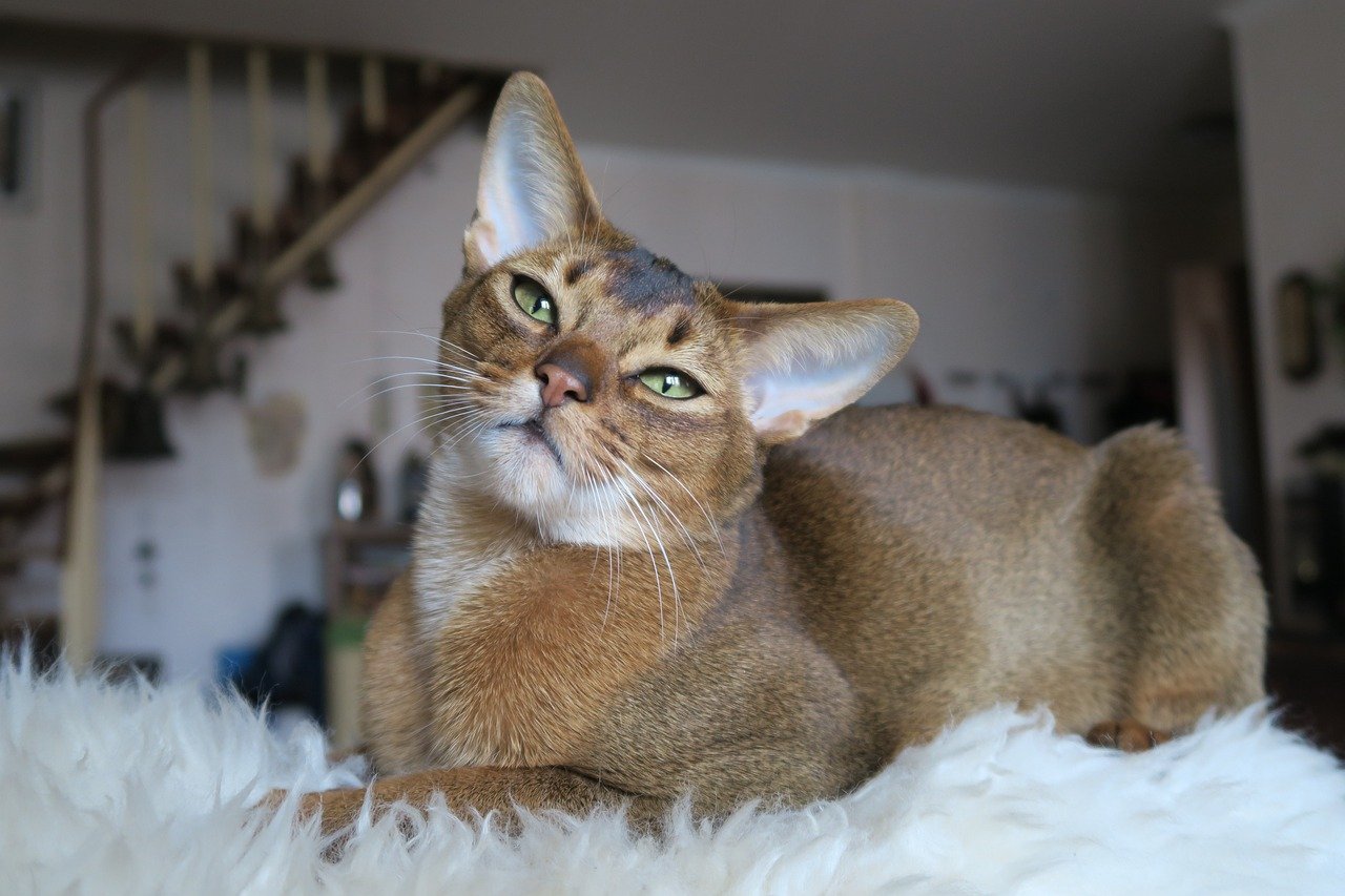 Abyssinian: The Adventurer (image credits: pixabay)