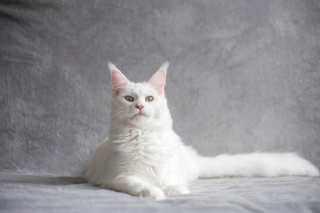 Maine Coon: The Gentle Giant With Sass (image credits: pixabay)